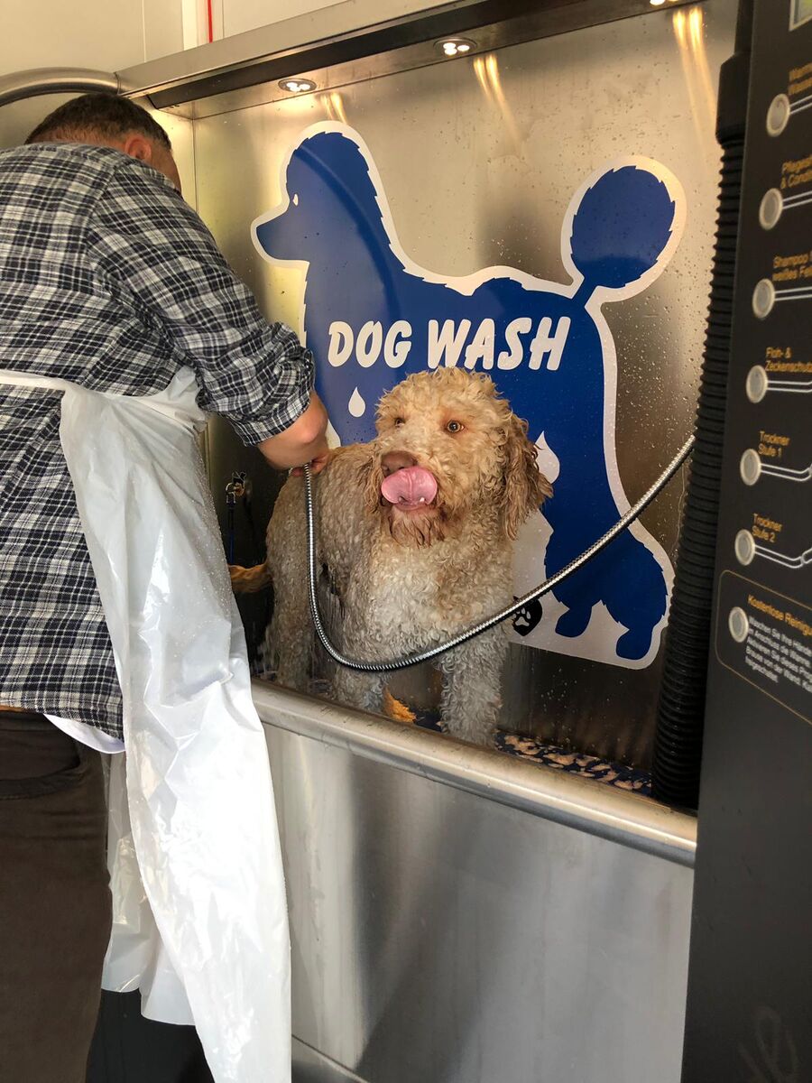 Hund in der Dogwash-Kabine