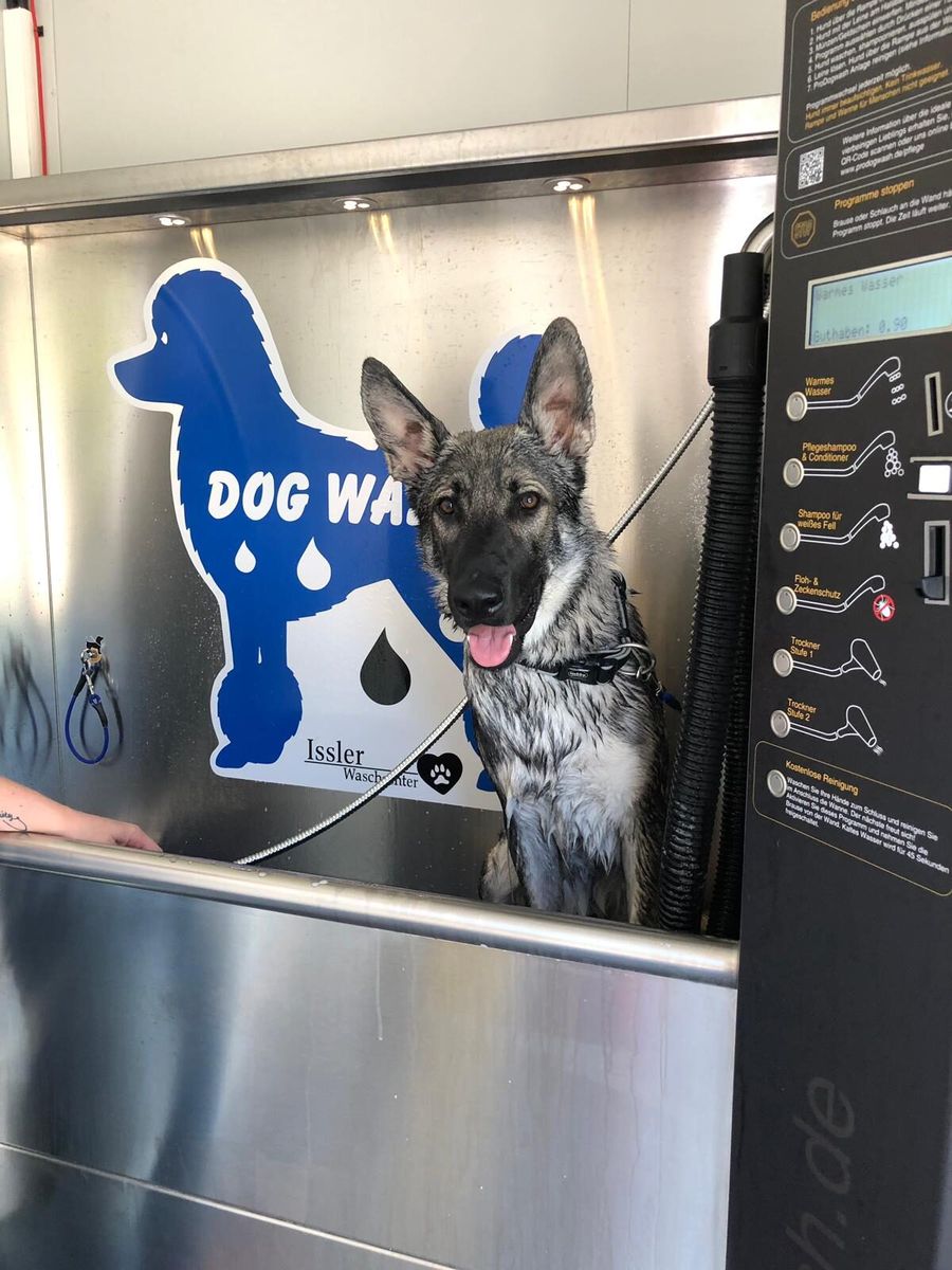 Sch&auml;ferhund in der Dogwash-Kabine