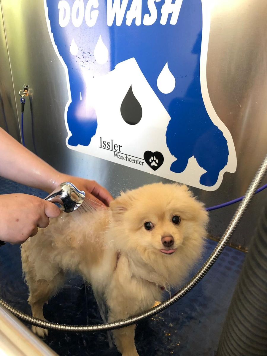 Kleiner Spitz beim Waschen in der Dogwash-Kabine