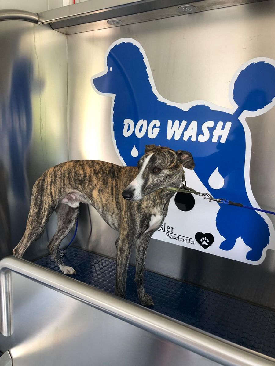 Windhund in der Dogwash-Kabine